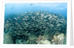 School of Black-Striped Salema by Anonymous