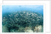 School of Black-Striped Salema by Anonymous