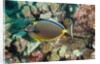 Orangespine Surgeonfish by Anonymous