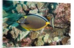 Orangespine Surgeonfish by Anonymous