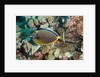 Orangespine Surgeonfish by Anonymous