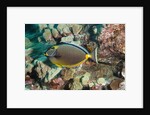 Orangespine Surgeonfish by Anonymous