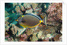 Orangespine Surgeonfish by Anonymous