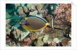 Orangespine Surgeonfish by Anonymous