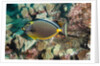 Orangespine Surgeonfish by Anonymous