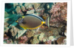 Orangespine Surgeonfish by Anonymous