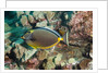 Orangespine Surgeonfish by Anonymous
