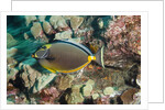 Orangespine Surgeonfish by Anonymous
