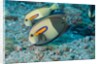 Orangeband Surgeonfish by Anonymous