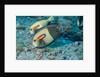 Orangeband Surgeonfish by Anonymous