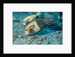 Orangeband Surgeonfish by Anonymous