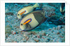 Orangeband Surgeonfish by Anonymous
