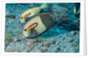 Orangeband Surgeonfish by Anonymous