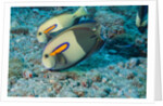 Orangeband Surgeonfish by Anonymous