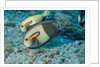 Orangeband Surgeonfish by Anonymous