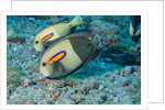 Orangeband Surgeonfish by Anonymous