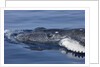 Baby Humpback Whale by Anonymous