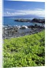 Waialua Bay by Anonymous