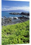 Waialua Bay by Anonymous