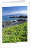 Waialua Bay by Anonymous