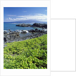 Waialua Bay by Anonymous
