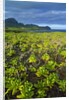 Kauai in Hawaii by Anonymous
