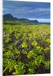 Kauai in Hawaii by Anonymous