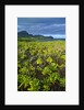 Kauai in Hawaii by Anonymous