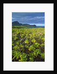 Kauai in Hawaii by Anonymous