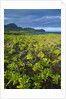Kauai in Hawaii by Anonymous