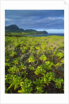 Kauai in Hawaii by Anonymous