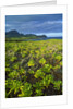 Kauai in Hawaii by Anonymous