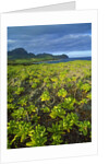 Kauai in Hawaii by Anonymous