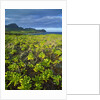 Kauai in Hawaii by Anonymous