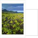 Kauai in Hawaii by Anonymous