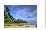 Beach in Limon, Costa Rica by Anonymous