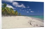 Beach in the West Indies by Anonymous