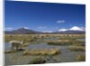 Lauca National Park by Anonymous