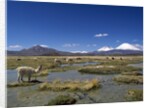 Lauca National Park by Anonymous