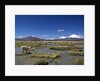 Lauca National Park by Anonymous