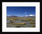 Lauca National Park by Anonymous