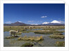 Lauca National Park by Anonymous