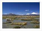 Lauca National Park by Anonymous