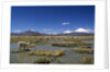 Lauca National Park by Anonymous
