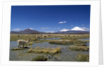 Lauca National Park by Anonymous