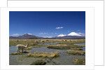 Lauca National Park by Anonymous