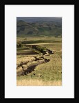 Track on Chimborazo Volcano by Anonymous