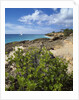 Coupecoy beach by Anonymous