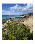 Coupecoy beach by Anonymous