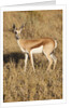 Young Springbok by Anonymous
